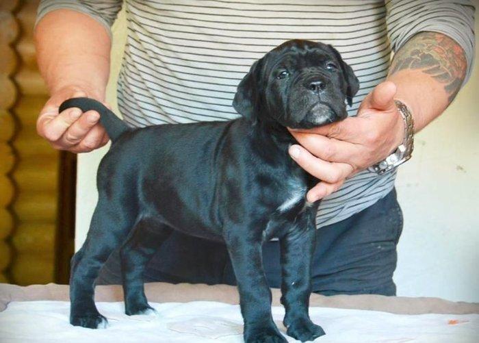 Сane-Сorso-ItalianoЩенки кане-корсо возраст 2 месяца черного и