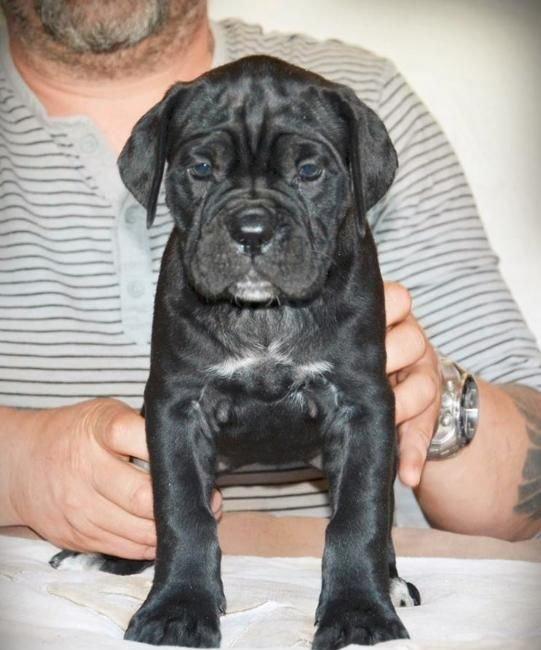 Сane-Сorso-ItalianoЩенки кане-корсо возраст 2 месяца черного и
