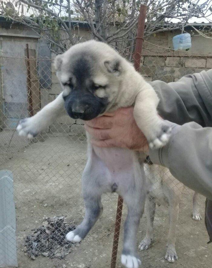 sivas kankali diwdi satlir barter yoxdu fikri ciddi olanlar zeng etsi