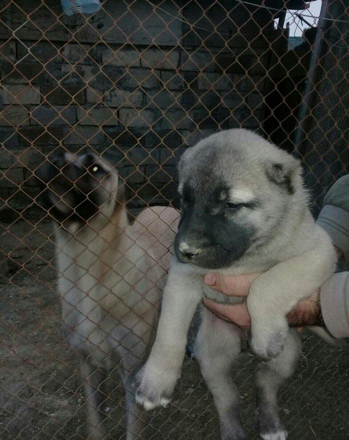 sivas kankali diwdi satlir barter yoxdu fikri ciddi olanlar zeng etsi