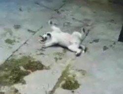 6aylix haski erkeydi. Iwimle bagli baxa bilmediyim ucun satiram. Bow y