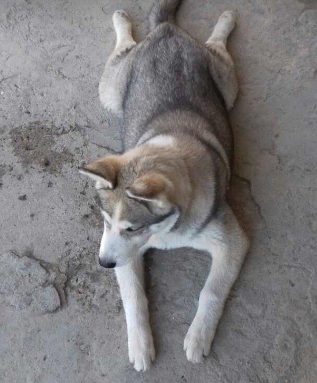 6aylix haski erkeydi. Iwimle bagli baxa bilmediyim ucun satiram. Bow y