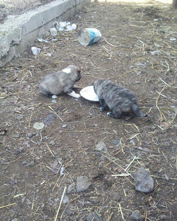 ciddi fikiri olmayannar zeng edib mazqimi xarab etmesin dagistan sortu