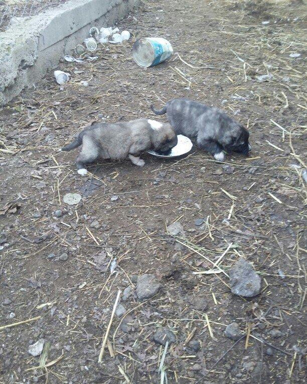 ciddi fikiri olmayannar zeng edib mazqimi xarab etmesin dagistan sortu