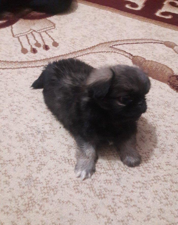 Cox gozel itdi saxlaya bilmirem iwimle duz gelmir qiymetide coox ucuz