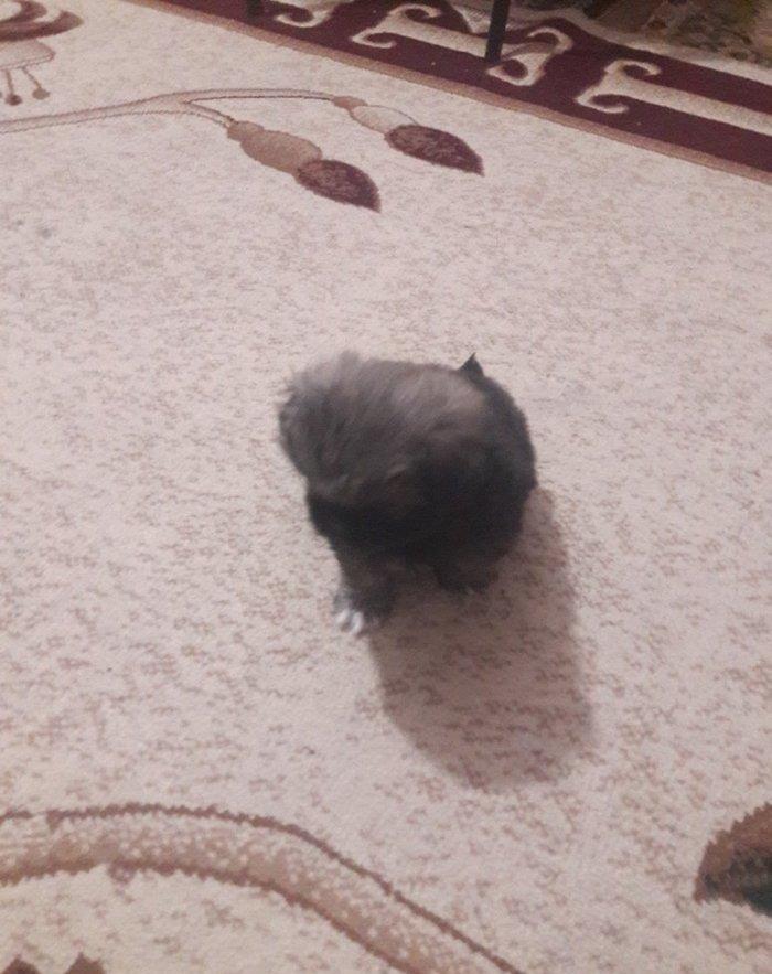 Cox gozel itdi saxlaya bilmirem iwimle duz gelmir qiymetide coox ucuz