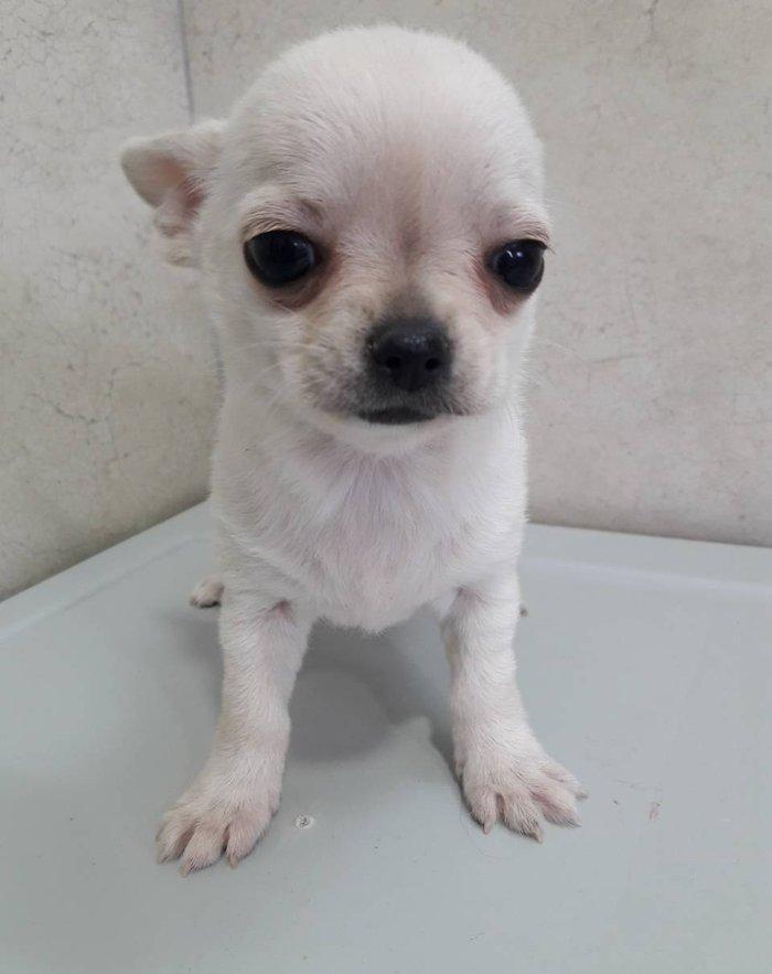 2 Ayliq cixuaxua balalari. Ag qara Kofe ve dum ag renglerde.