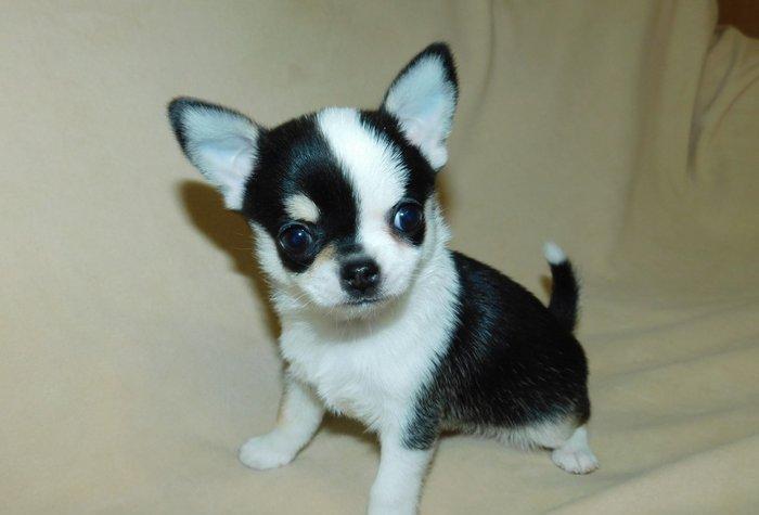 2 Ayliq cixuaxua balalari. Ag qara Kofe ve dum ag renglerde.