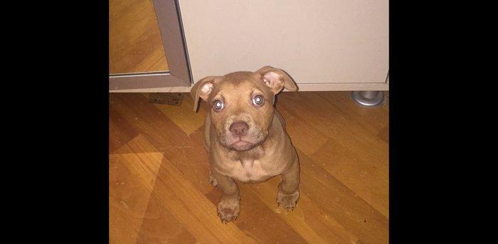 Pitbull balasidi Grafla Lusi Balasi du super baladi 1 ay 26 gunlukdu