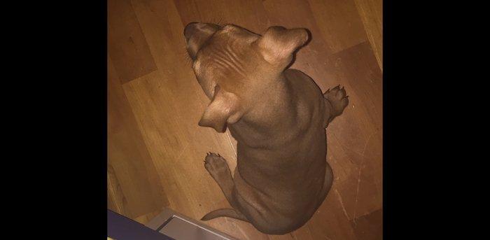 Pitbull balasidi Grafla Lusi Balasi du super baladi 1 ay 26 gunlukdu