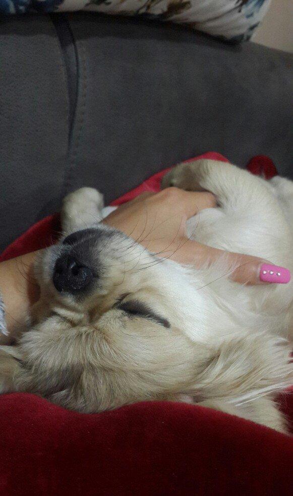 Karlik pikines 4 aylikdi peyvendleri vurulub pasportu var 350m.xahiw e