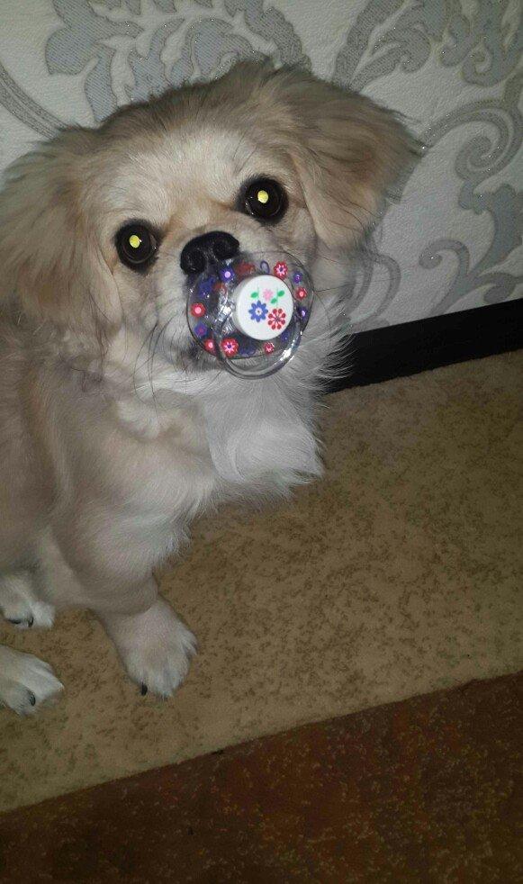 Karlik pikines 4 aylikdi peyvendleri vurulub pasportu var 350m.xahiw e