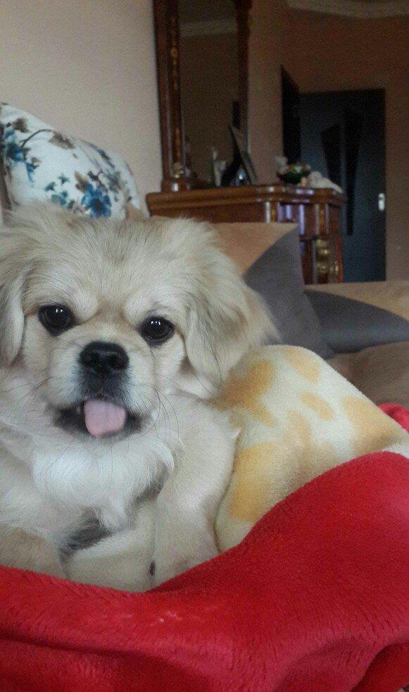 Karlik pikines 4 aylikdi peyvendleri vurulub pasportu var 350m.xahiw e