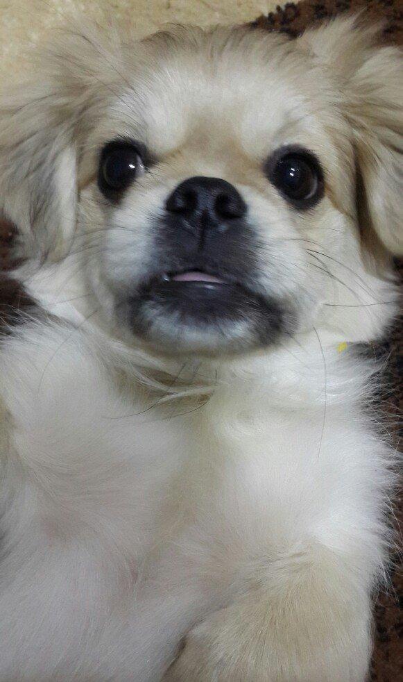 Karlik pikines 4 aylikdi peyvendleri vurulub pasportu var 350m.xahiw e