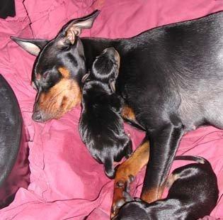 Deyiwirem 2 eded erkey ve diwi karlik tuklu baw dovwanlari pincer iti