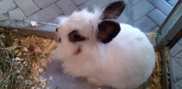 Deyiwirem 2 eded erkey ve diwi karlik tuklu baw dovwanlari pincer iti