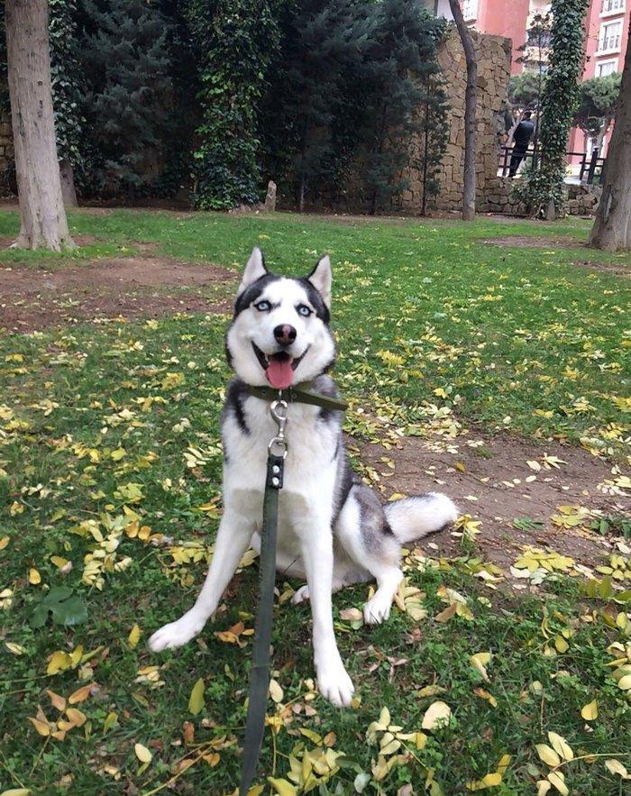 Продается собака породы хаски в связи с вынужденным переездом! Только