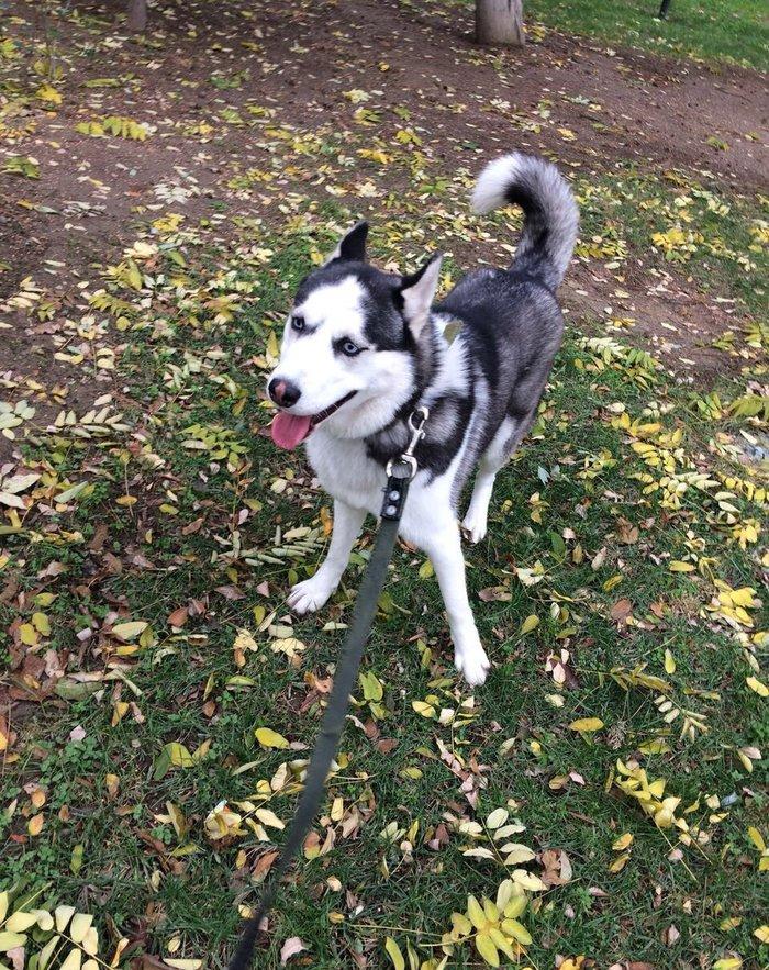 Продается собака породы хаски в связи с вынужденным переездом! Только