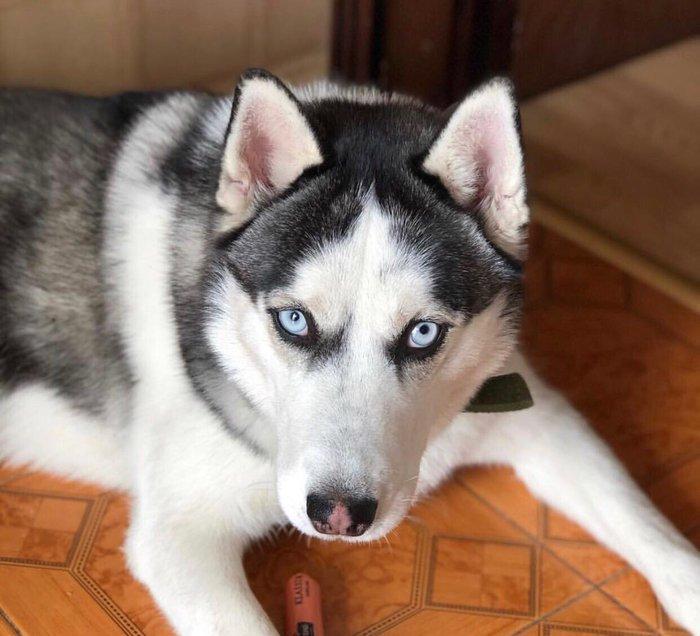 Продается собака породы хаски в связи с вынужденным переездом! Только