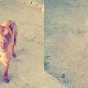 Rednose pitbull satilir