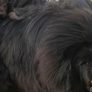 Tibeta mastiff satilir
