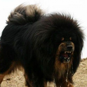 Tibeta mastiff satilir