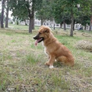 SalaM it satılır . Cinsi Golden Retriever. Balaca sortu. 8aylığdı.