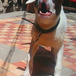 Pitbul