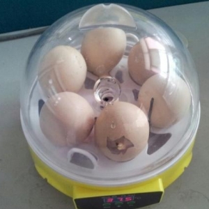 7 Yumurtalıq İnkubator