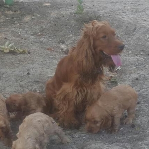 Koker spaniel