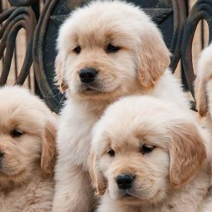 Golden retriver erkek diwi var