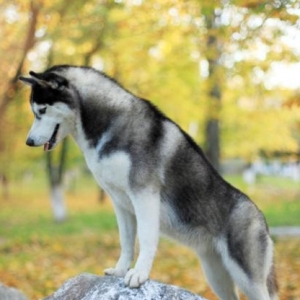 Husky temiz qandi erkek diwi var gelme itdi burdakilardan deil real al