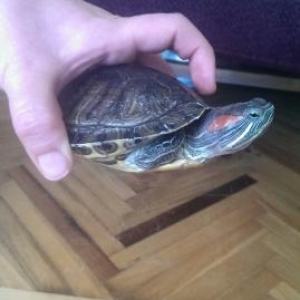 Черепаха красноухоя редкая порода
