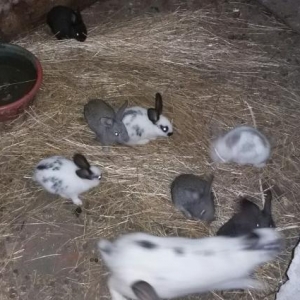 dovşan balalari