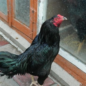 Shekillerde   gorunen  heyvanlarin   cuceleri   var