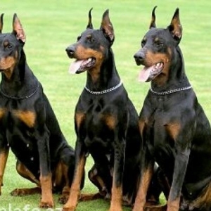 Doberman