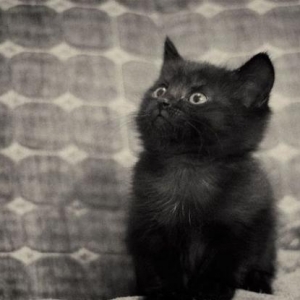 Black Sweet Kitten.
