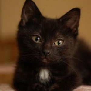 Black Sweet Kitten.