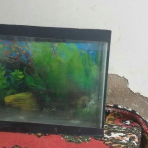 Tecili akvarium satilir