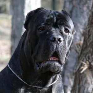 cane corso