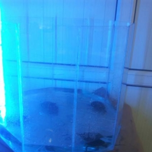 10 guseli  akvariumu yenidir su isiqi goy 1 eded filter 1 ede ve icini