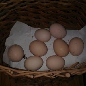 Heyratı yumurtası satılır