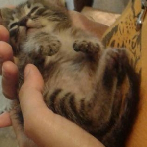 Нереально прекрасный котёнок Рамзес (Рамзик) отдаётся в добрые руки!