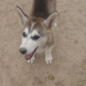 husky balalari