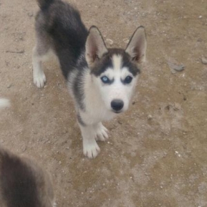 husky balalari