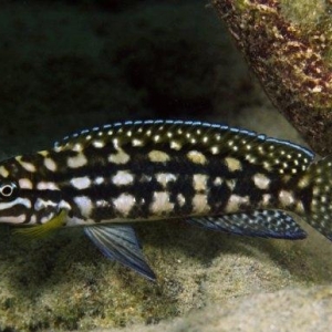 Julidochromis Marlieri