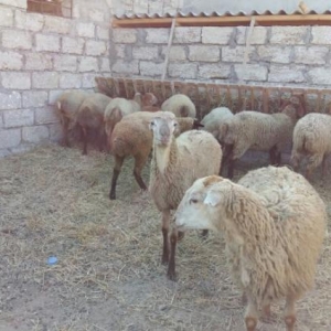 Qurbanlıq Quzular