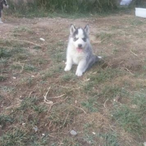 xaski (husky)