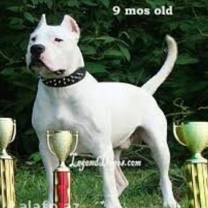 ag amerkaniski pit bull teriier