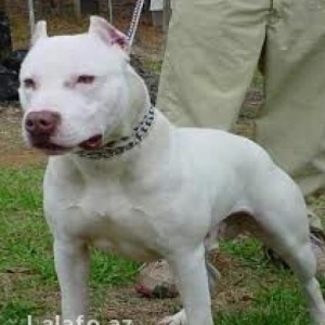 ag pit bull teriier amerkaniski